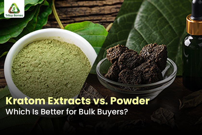 Kratom Extracts vs. Powder – Which Is Better for Bulk Buyers?