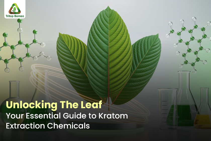 Unlocking The Leaf: Your Essential Guide to Kratom Extraction Chemicals