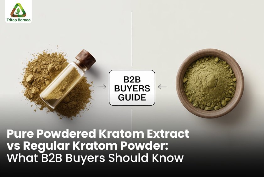 Pure Powdered Kratom Extract vs Regular Kratom Powder: What B2B Buyers Should Know